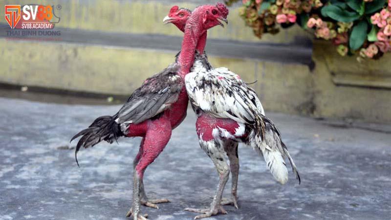 Chăm sóc chiến kê để nhanh lớn