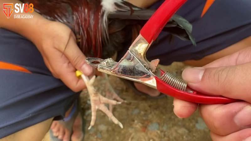 Tìm hiểu về cựa gà đá và những loại cựa nổi bật nhất 7 Kỹ thuật cắt cựa gà đá chính xác