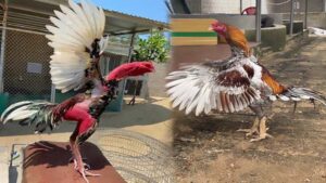 Mẹo nuôi gà mau tới pin giúp người chơi chiến đấu hiệu quả 5 Nuôi gà mau tới pin